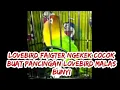 Download Lagu pancingan jitu Lovebird faigter ngekek panjang di jamin ikut ngekek