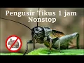 Suara jangkrik pengusir tikus 1 jam nonstop