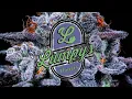 Lumpy s Flowers NorCal s TRUE craft cannabis legacy brand