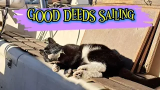 URGENT VET visit. CAT with HYPER THYROID disease. S2 Ep.24