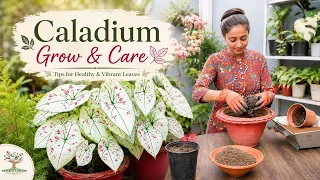 How To Grow & Care Caladium Plant | Complete Beginner Guide