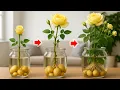 Download Lagu Doe dit snel! De rozentak heeft plotseling duizenden wortels en bloemen gekregen!