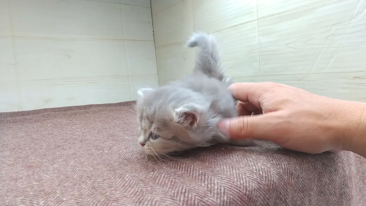 動画
