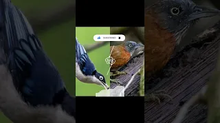 masteran viral rambatan doraemon vs tepus kepala abu kicaumania muraibatu birds burung masteran