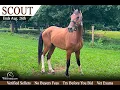 Bay Tobiano Kentucky Mountain Gelding for Sale - Smooth Gaited Trail Horse KY