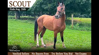 Bay Tobiano Kentucky Mountain Gelding for Sale - Smooth Gaited Trail Horse KY