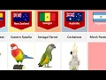 Parrot Breeds From Different Countries