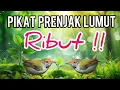 Suara Pikat Burung Prenjak Lumut Paling Ampuh || PRENJAK LUMUT RIBUT