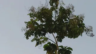 poin cendet isi kedasih poin prenjak alang2