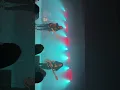 Like Roses-Holidays (live 10-23-26 record release show)