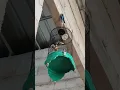 suara pleci pacitan menaikan birahi,