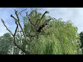 Download Lagu Pollarding a large Golden Weeping Willow tree