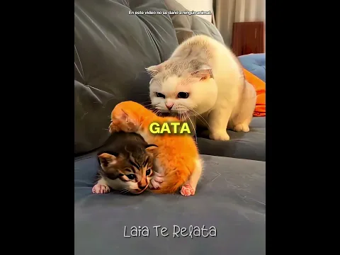 La Mamá Gata Le PIDIÓ Ayuda A Este Hombre! 🥹🙏