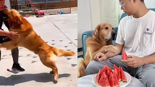 有思想的狗子，祝福狗狗们健康长寿，快乐❤️ #聪明旺豆豆
