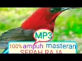 Download Lagu MP3 masteran sepah raja dan pikat MP3