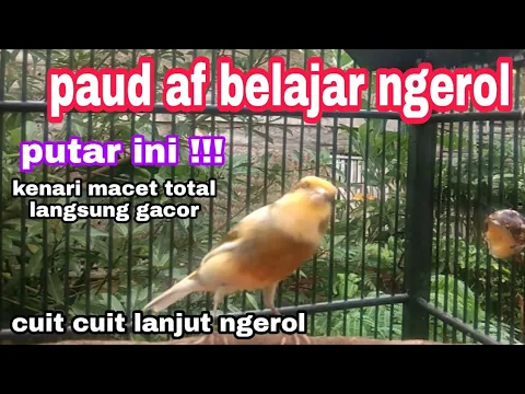 Download MP3 kenari paud belajar bunyi | kenari af belajar ngerol |pancingan ampuh untuk kenari bahan