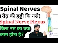 Spinal Nerves and their functions Spinal Nerve Plexus Anatomy and physiology Nursing Pharma