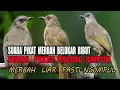 Lagu Suara pikat burung merbah mata merah,cucak lumut paling ampuh