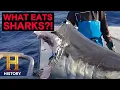 The UnXplained Deep Sea Monster Bites Shark in Half Season 6 History