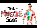The Muscle Song Memorize Your Anatomy SCIENCE SONGS