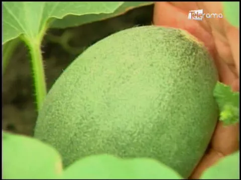 Ecuador Agropecuario 25-01-2018