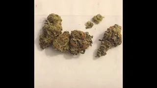 Houston Dispensary Cloud Ponics