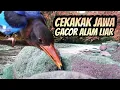 Lagu SUARA RAJA UDANG GACOR DI ALAM LIAR || DISUNGAI TENGKEK UDANG GACOR JOOSS || MASTERAN CUCAKIJO MURAI