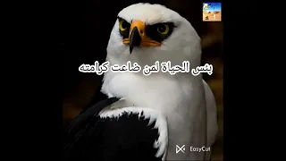 مربط الفرس في الكرامة شعر تاريخ مؤثرون قصص عبر عروبة قصائد شعرية كرامة الخليج Shorts Fyp 