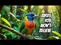 Download Lagu Unusual birds in the world