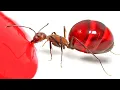 The Craziest Insect Videos On The Internet!