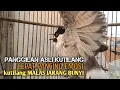 Download Lagu Suara Burung Kutilang Gacor ASLI Tanpa isian, Ampuh untuk Pikat Kutilang bikin kutilang Ribut gacor