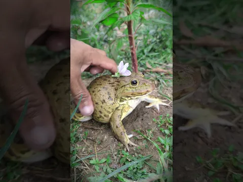 Catch Frog Funny! Funny Frog Flower | Catch Frog Boing Boing Funny For Laugh HAHAHA