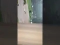 Broomall flood