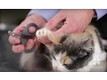 How to Safely Trim a Cat s Nails Vet Tutorial