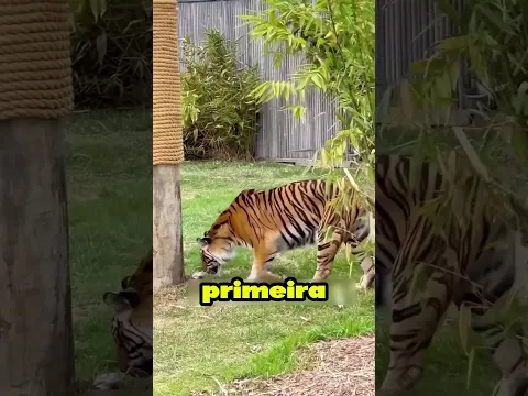 Nunca a suba em uma arvore se um tigre te perseguir! #youtube