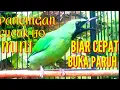 Download Lagu pancingan cucak ijo gacor|| bagus buat masteran cucak ijo mini biar cepat buka paruh