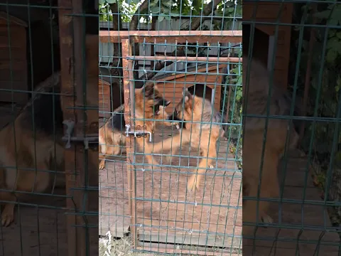 🤨They couldn't share the groom! German Shepherd sisters fought over a male dog.