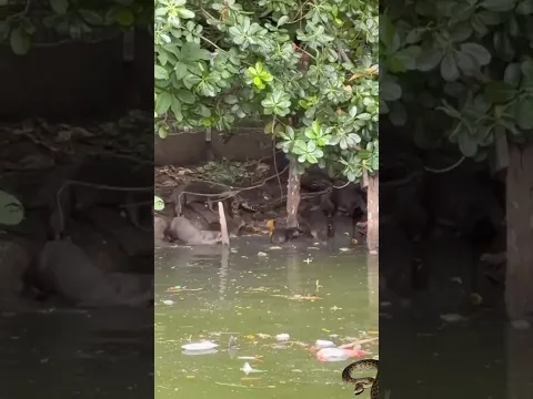 otters attack python