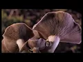 I'll Come Too - James Blake