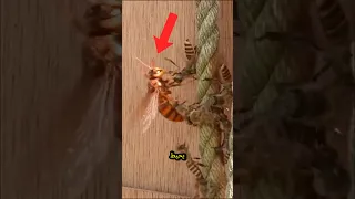 الدبور العملاق في مواجهة نحل العسل الياباني الدبور الدبابير نحلة نحلةعسل دبور دبابير 