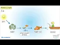 Food Chain Producers Consumers Decomposers Food Chain in Forest Tundra region Science