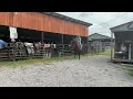 Sold 7559 - bay standardbred mare branded 15 2h 975 40 coggins Deadline 26