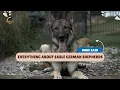A-Z Guide About Sable None Said About Dog Breeds Care World of Dogz