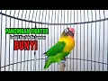 Lagu Pancingan Lovebird Fighter Bikin Cepat Bunyi, Putar Sebentar Lovebird Diam PASTI NYAUT