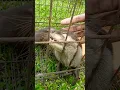 Lagu inih lah suara Otter kalo lagi manja manja nyahh #fyp #short #otter #yutubeshorts #foryou #viral