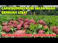 Lagu CARA BUDIDAYA UBI JALAR AGAR BERBUAH LEBAT || IKUTI CARA INI DIJAMIN BERBUAH BANYAK
