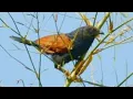 Download Lagu Suara Burung Bubut Jawa