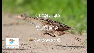 صوت حصري لجذب مرعة الغيط             مجرب ١٠٠   دندنها