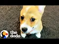 Boy Writes His Dad The Sweetest Letter Asking for a Corgi Puppy The Dodo