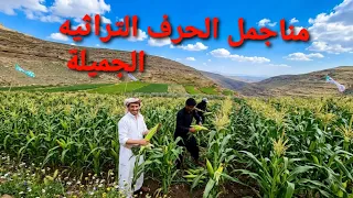 اجمل لحظات في حقول الذره الجبلية